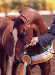 newburyautumnhaze_small2