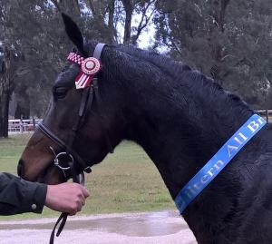 newburycascaderosejun15