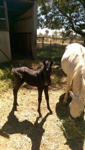 12801100_554215701406824_108037615606145044_n