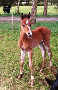 zalimafoal
